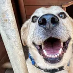 Pies do adopcji
