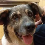 Pies do adopcji