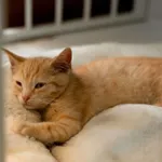 Kot do adopcji
