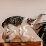 Kot do adopcji