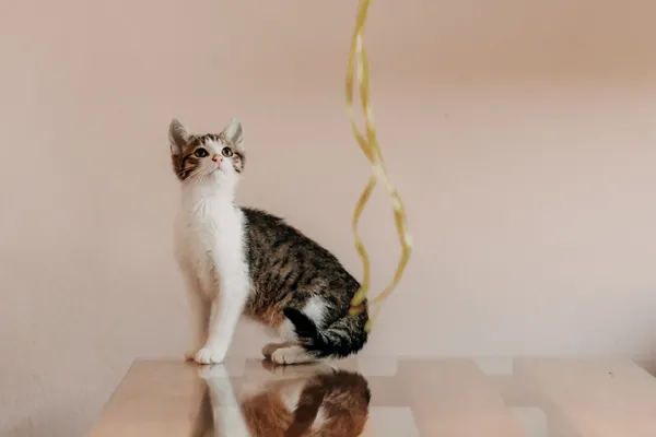 Kot do adopcji, Czartki, 10 września 2026 (3/5)