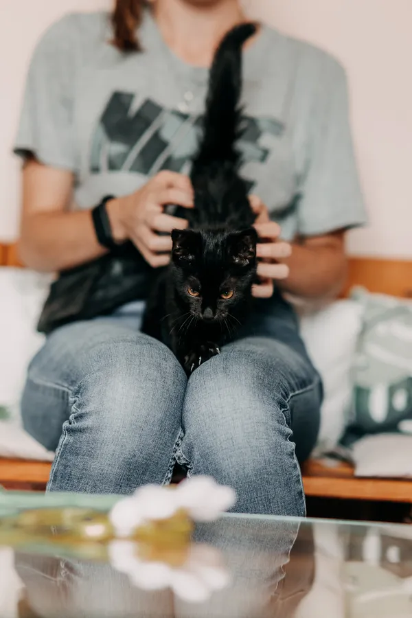 Kot do adopcji, Czartki, 10 września 2026 (2/5)