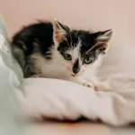 Kot do adopcji