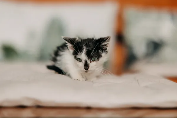 Kot do adopcji, Czartki, 10 września 2026 (3/5)