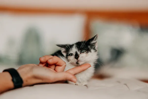 Kot do adopcji, Czartki, 10 września 2026 (4/5)