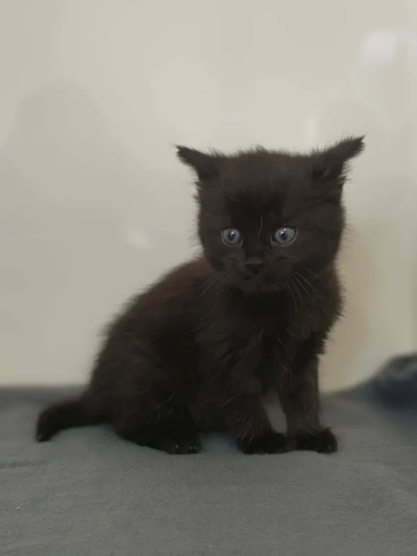 Kot do adopcji, Orzechowce, 14 września 2026 (2/5)
