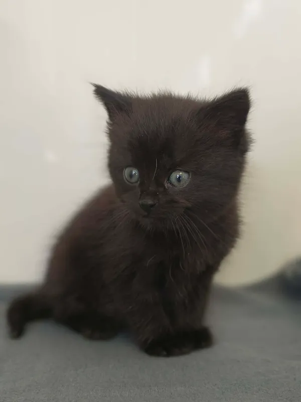 Kot do adopcji, Orzechowce, 14 września 2026 (4/5)