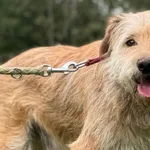 Pies do adopcji
