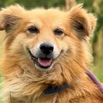 Pies do adopcji
