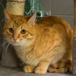 Kot do adopcji