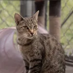 Kot do adopcji