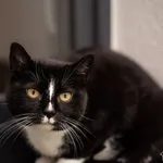 Kot do adopcji