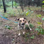 Pies do adopcji