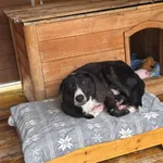 Pies do adopcji