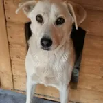 Pies do adopcji