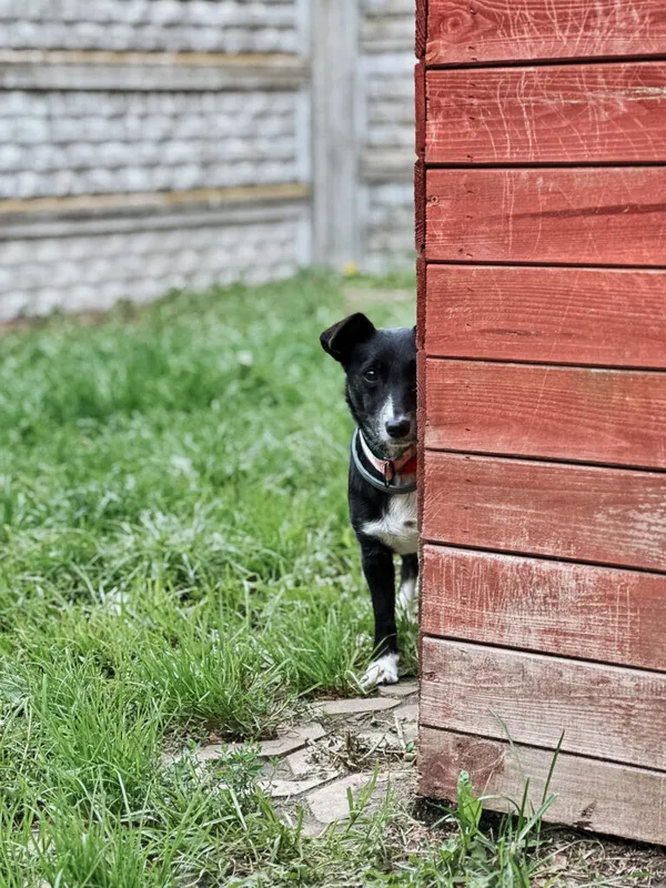 Pies do adopcji, Korabiewice, 8 września 2026 (2/2)