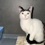 Pies do adopcji