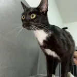 Pies do adopcji