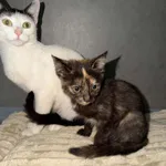 Pies do adopcji