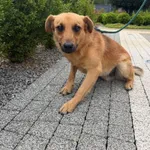 Pies do adopcji
