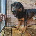 Pies do adopcji