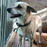 Pies do adopcji