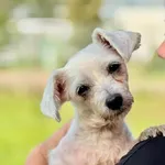 Pies do adopcji