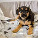 Pies do adopcji