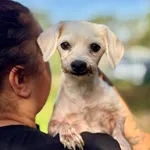 Pies do adopcji