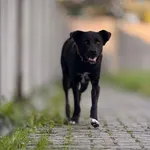 Pies do adopcji