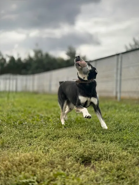Pies do adopcji, Piła, 1 września 2026 (4/5)