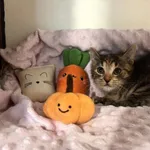 Kot do adopcji