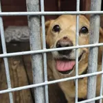 Pies do adopcji