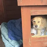 Pies do adopcji