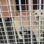 Pies do adopcji