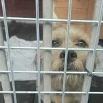 Pies do adopcji
