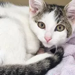 Kot do adopcji