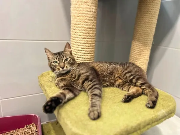 Kot do adopcji, Tychy, 30 lipca 2026
