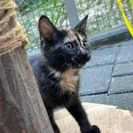 Kot do adopcji