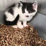Kot do adopcji