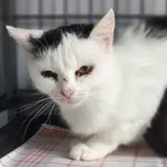 Kot do adopcji