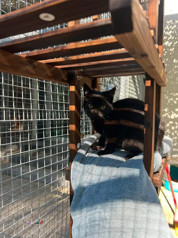 Kot do adopcji, Tychy, 15 lipca 2026