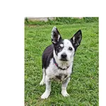 Pies do adopcji