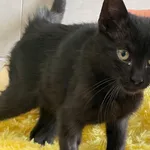 Kot do adopcji