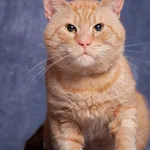 Kot do adopcji