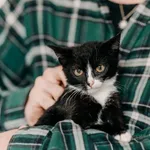 Kot do adopcji