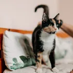 Kot do adopcji