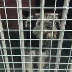 Pies do adopcji