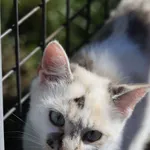 Kot do adopcji