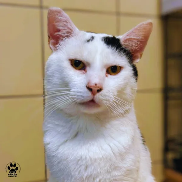 Kot do adopcji, Gdynia, 28 września 2026 (3/4)